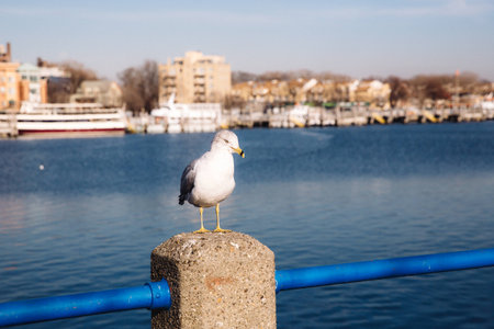 single seagull in bay with ship and buildings on the backgroundの写真素材