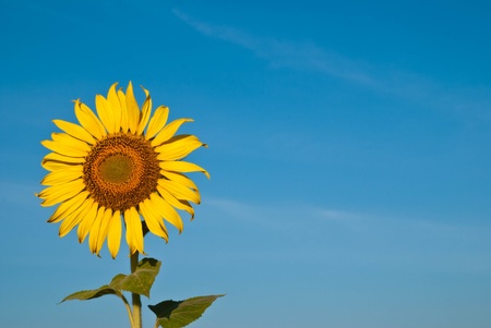 Sunflowerの写真素材