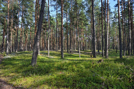 Beautiful landscape of the pine forest. Sunny summer day.の写真素材
