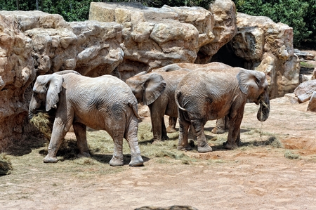 African elephants family in natural environment standing under the waterfall. Bio Park in Valencia, Spain.の写真素材