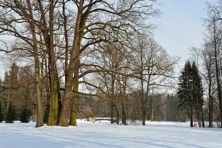 Winter  sunny landscape in Pavlovsk  garden, Russiaのeditorial素材