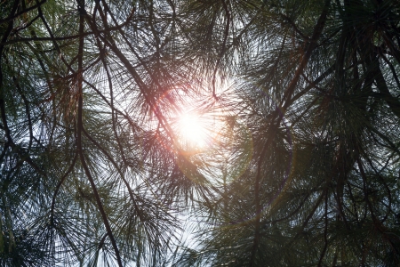 the sun shines through the pine branchesの写真素材