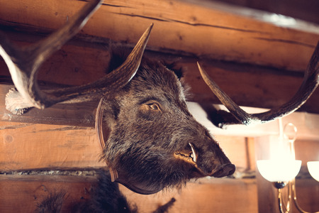 stuffed boar head on wooden wallの写真素材
