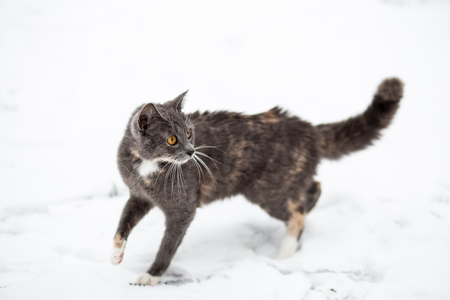cat walks in the snowの写真素材