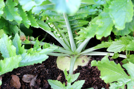 Japanese radish farm
