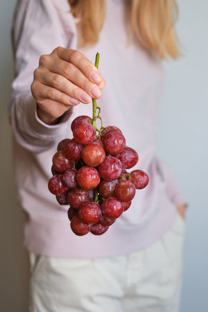 Bunch of grapes in the hands of a girl. Handpicked ripe grapes closeup. Red wine grapes. Fresh juicy berries. Healthy organic sweet fruit. Delicious autumn natural dessert. vitaminの写真素材