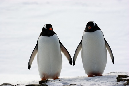 two penguins walk side by side, against the backdrop of the snowの写真素材