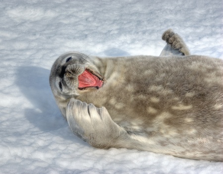The grey seal Weddell has a rest in Antarcticaの写真素材