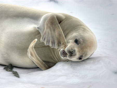 Crabeater Seal loosing the fur at antarcticaの写真素材