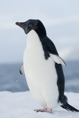 Adelie penguin in the snow against the blue sky.の写真素材