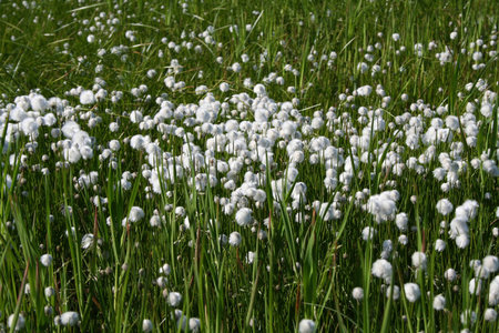 Most cotton grass meadow in the Yamal tundra.の写真素材