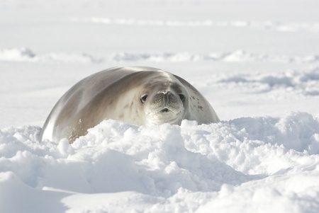 Crabeater seals lying on the white snow, and looking into the distance.の写真素材