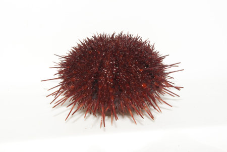Sea Urchin on white waters of the Antarctic Ocean.
