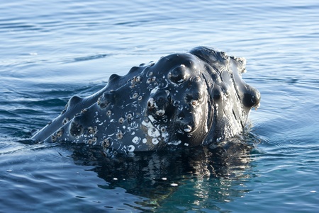 Humpback whale's head peering out of the waters of the Southern Oceanの写真素材