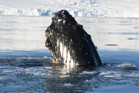 Humpback whale's head peering out of the waters of the Southern Oceanの写真素材