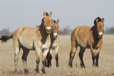 Herd of Przewalskiの写真素材