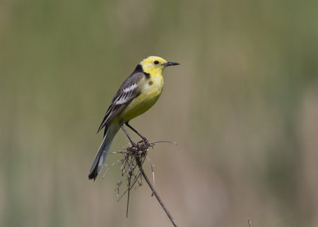 Male Citrine Wagtail sitting on a branch in a meadow.の写真素材