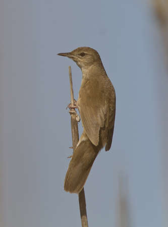 Savi&acirc,%uFFFD%uFFFDs Warbler (Locustella luscinioides) sitting on a branch cane.の写真素材