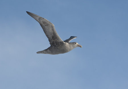 Southern giant petrel in flight in the skies of Antarctica.の写真素材