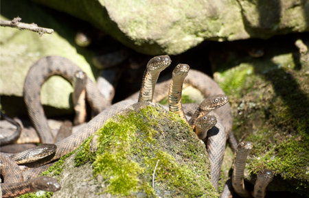 Wedding water snakes (Natrix tessellata) spring day.