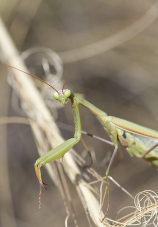 Portrait of a  European Mantis  (Mantis religiosa) on the grass.の写真素材