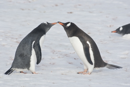 Young and adult gentoo penguins (Pygoscelis papua).の写真素材
