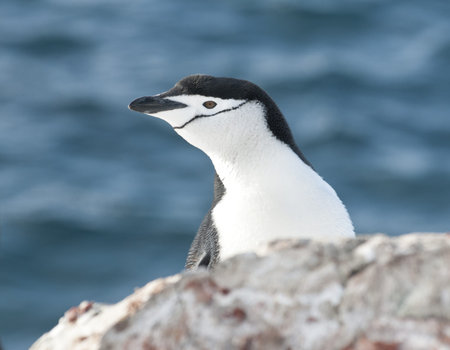 Portrait of Antarctic penguin (Pygoscelis antarctica) looking out over the cliff.