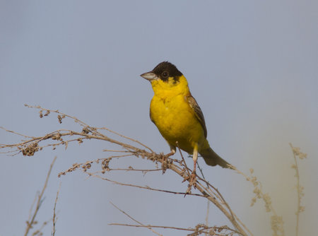 Male Black-headed Bunting (Emberiza melanocephala)の写真素材