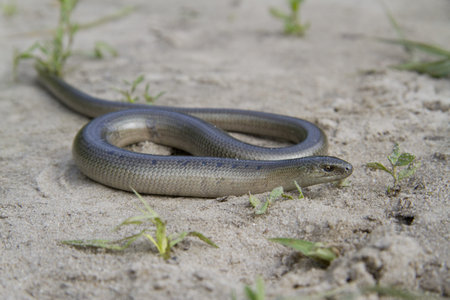 Male slow worm (Anguis fragilis) on the sand.