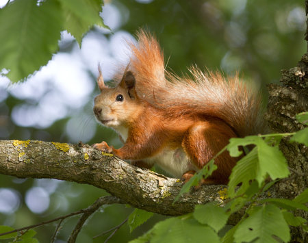 Squirrel sitting on a tree among the foliage.