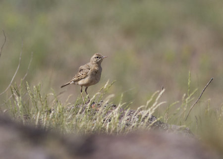 Tawny Pipit sitting in a rocky steppe.