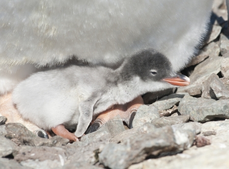 Gentoo penguin chick recently hatched from an egg.の写真素材