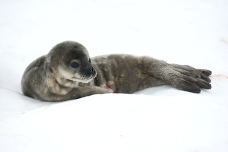 Weddell seal pups on a bright winter snow の写真素材