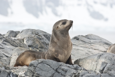 Fur Seal sitting on a rock island Antarctic spring.の写真素材
