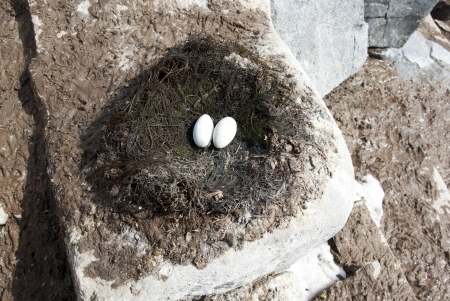 Antarctic blue-eyed cormorant nest with incomplete laying on a rock の写真素材