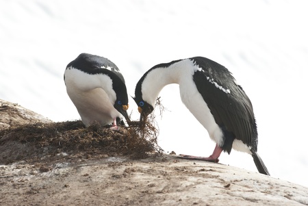 Male and female Antarctic blue-eyed cormorant build a nest in early spring の写真素材
