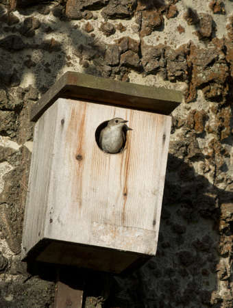 Female Collared Flycatcher (Ficedula albicollis) sitting in the tap hole birdhouse early morning.の写真素材