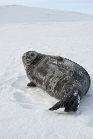 Female Weddell seal lying on a ski slope of the Antarctic Islands.の写真素材