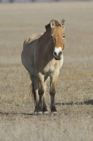 Przewalski's horse standing in the desert under the autumn sun.の写真素材