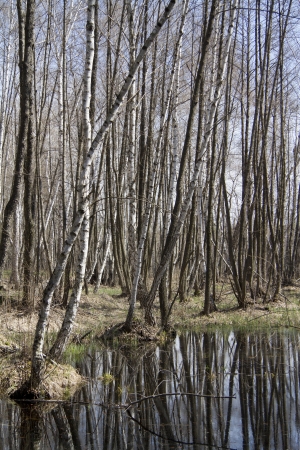 Spring waterlogged deciduous forest in early spring.の写真素材
