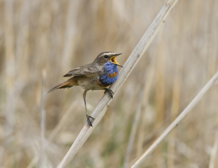 The male red starry Bluethroat singing on a branch cane early spring.の写真素材