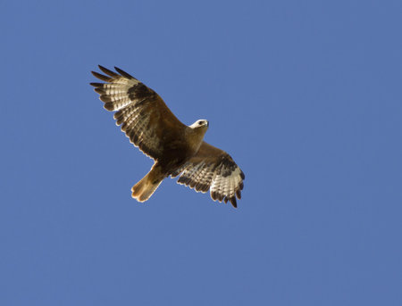 Long-legged Buzzard soaring in a cloudless sky Kalmykia  