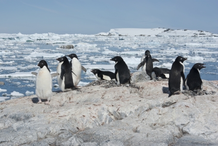 Adelie penguin colony on the rocky Antarctic island bright summer day.の写真素材