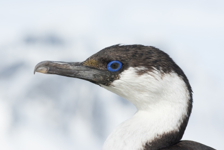 Portrait of a young Antarctic blue-eyed cormorants summer.の写真素材