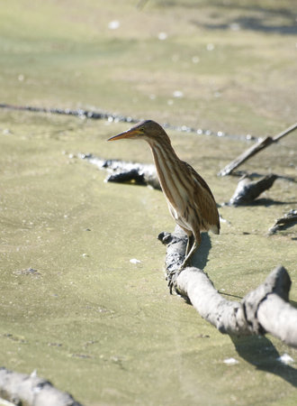 Young little bittern sitting on a branch in the shallow water in the summer.の写真素材