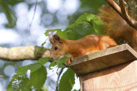 European squirrel sitting on the roof iskustveenoy Bird houses in the woods.の写真素材
