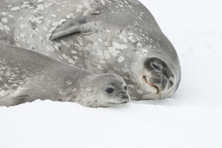 Female and baby Weddell seal lying on the pack ice of Antarctica.の写真素材