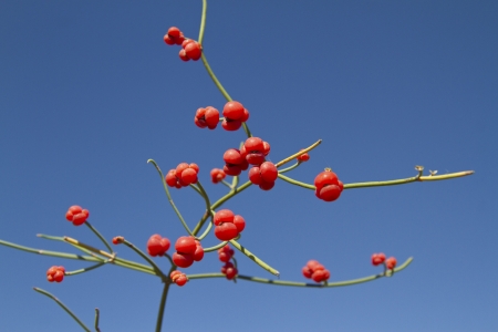 Red fruits of ephedra by the bright blue sky.の写真素材