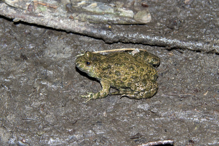 Fire-bellied Toad sitting around drying puddles under pologm forest 