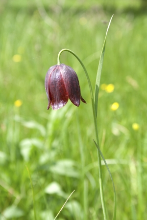 Fritillaria Russianl flower in the spring forest meadow の写真素材